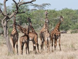 Western_Corridor2009-5